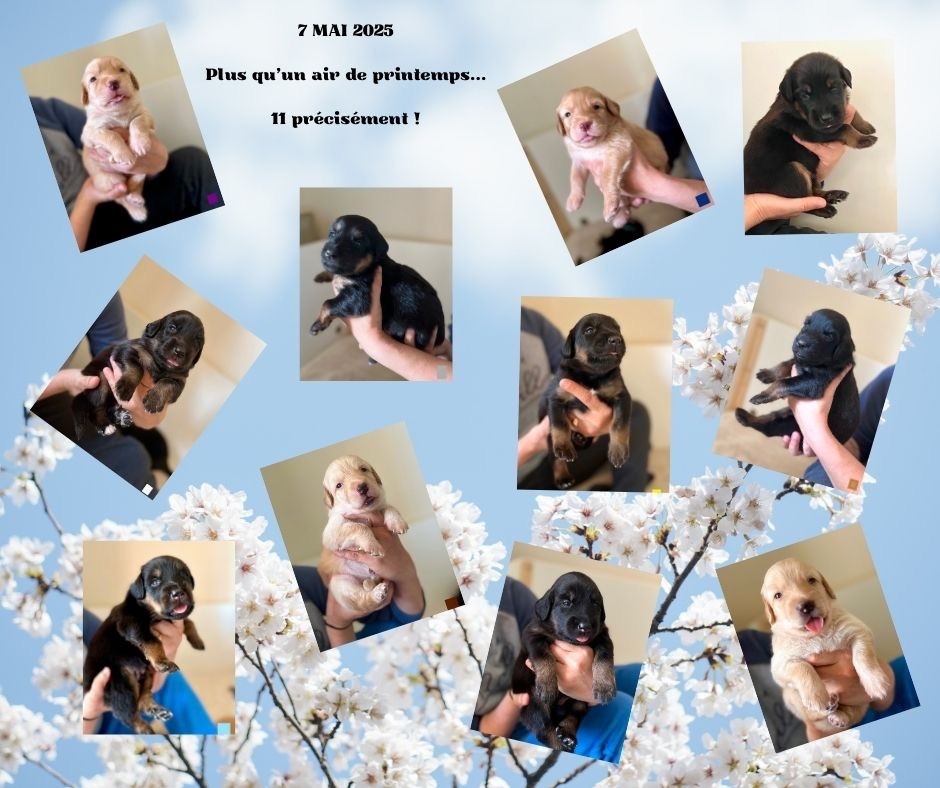 Deux chiots à adopter 
