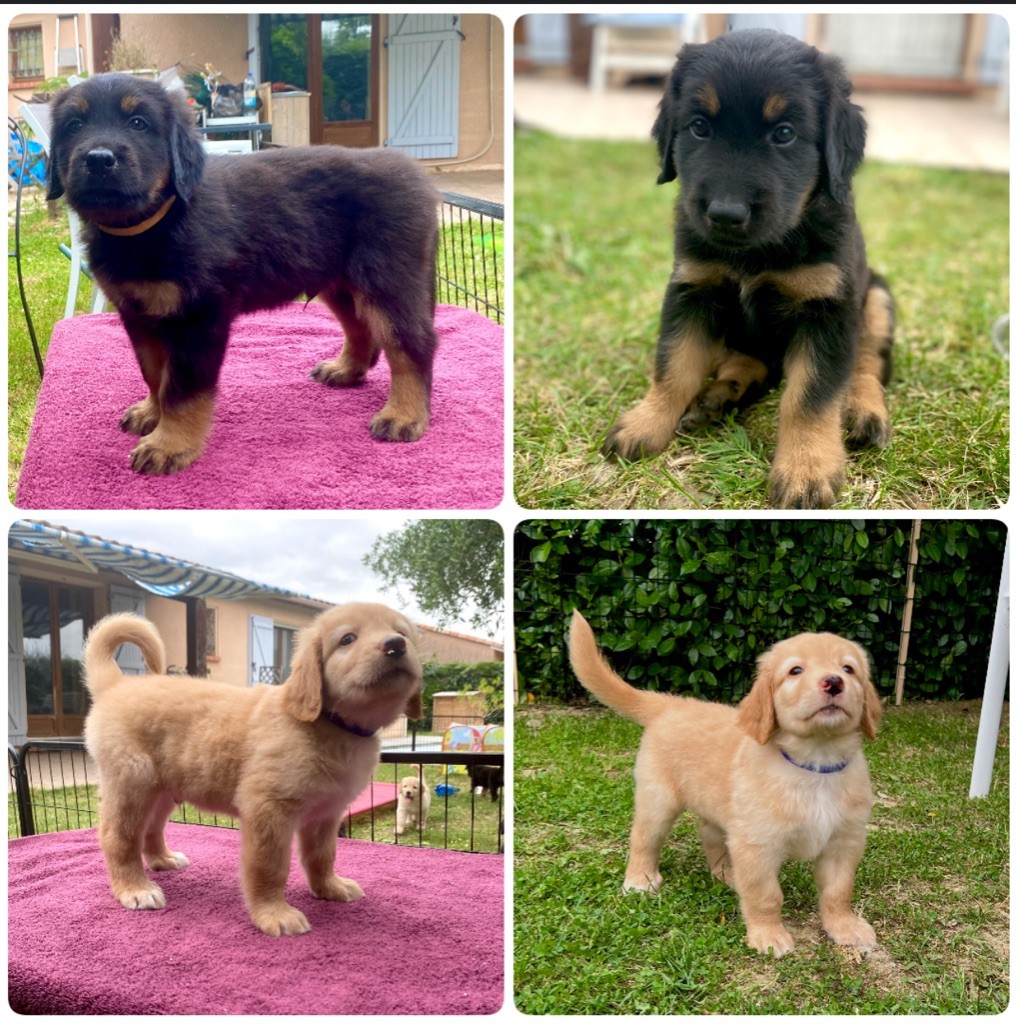 Deux mâles attendent toujours leur famille !!!