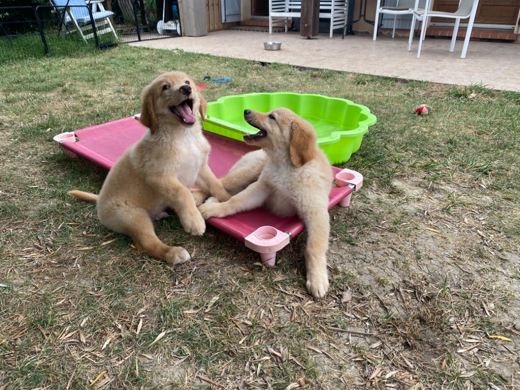 Plus de chiot disponible