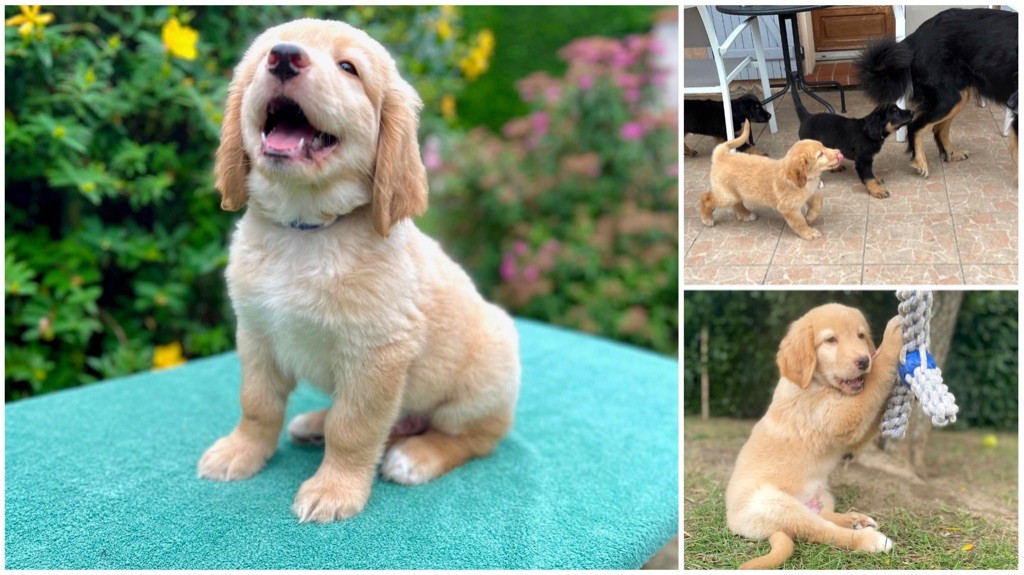 AVIATOR mâle blond à adopter 