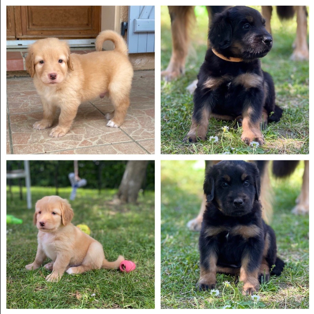 DEUX MÂLES ENCORE À ADOPTER 