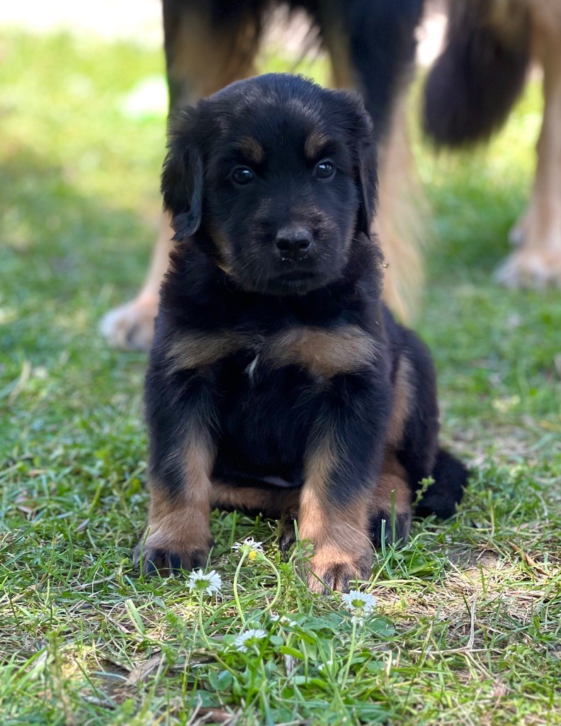Du Lac De Rabaudy - Chiots disponibles - Hovawart
