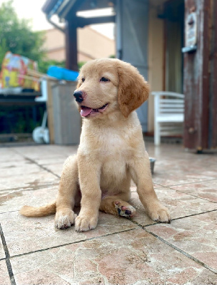 AVIATOR
