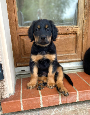 APACHE