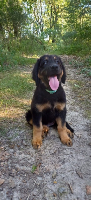 A NALA