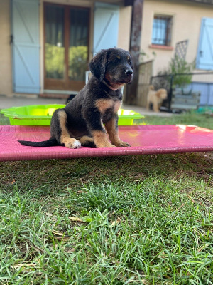 AYLA