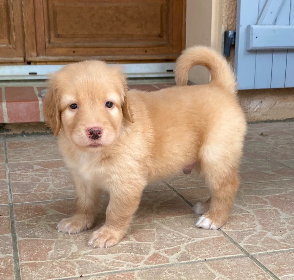 Du Lac De Rabaudy - Chiots disponibles - Hovawart